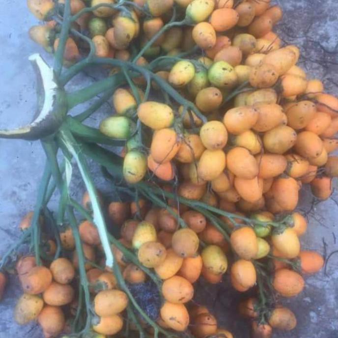 Bibit Buah Pohon Pinang Betara Unggul