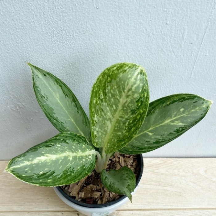 Tanaman Hias Aglonema Sri Rezeki / Blanceng Sri Rezeki