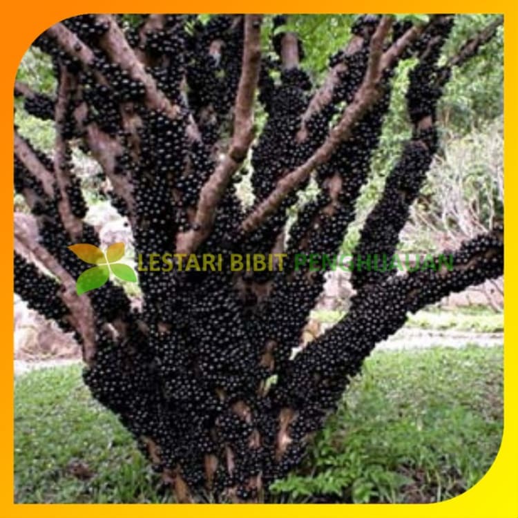 Bibit Tanaman Buah Anggur Brazil Jaboticaba