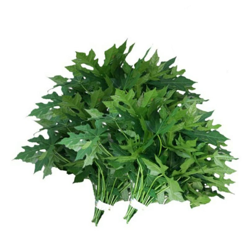 

Daun Pepaya Jepang Segar FRESH per ikat NON PESTISIDA