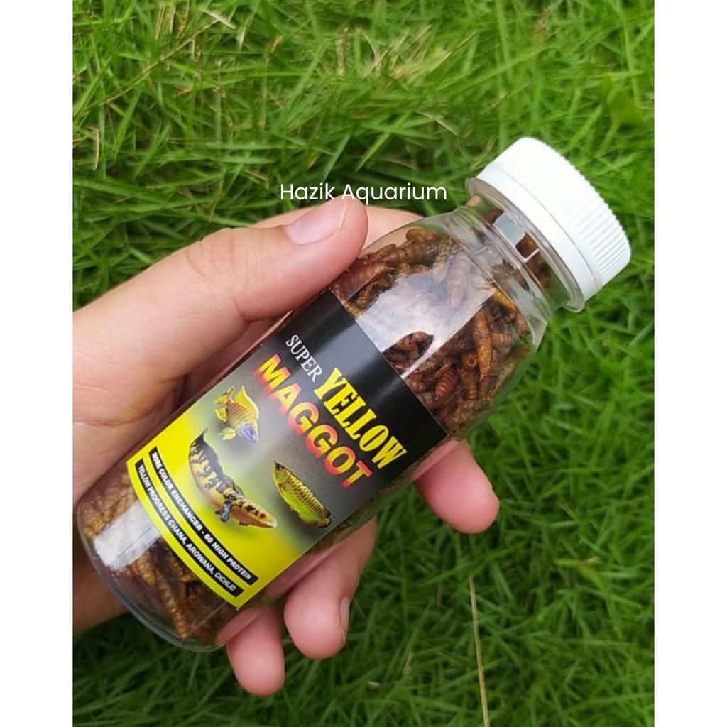 Super Yellow Magot -Bsf Pakan Ikan Budidaya Ulat Magot Asli kering Berkualitas -Pakan Ikan Chana Cha