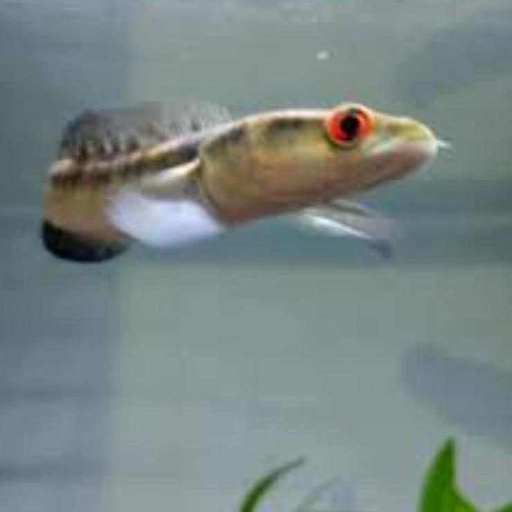 Stok terbatas.. Maru borneo