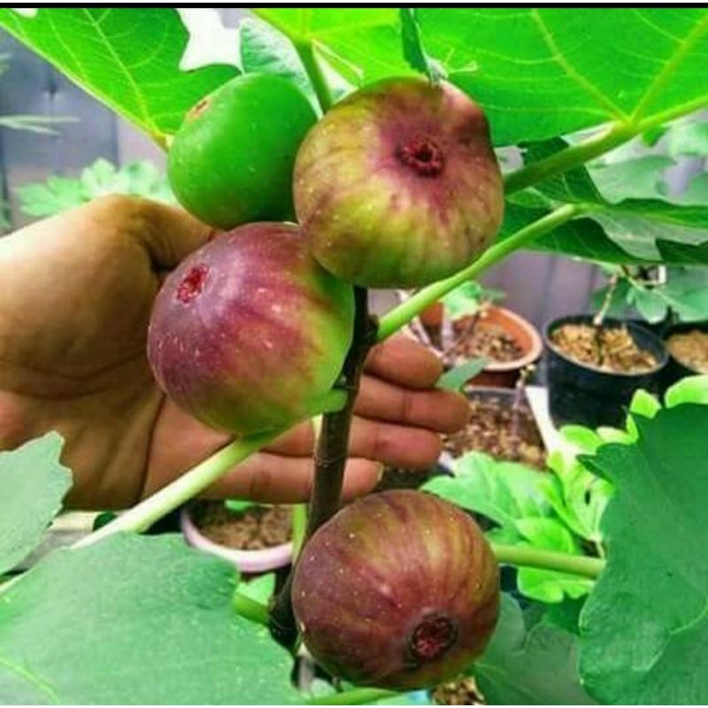 bibit pohon buah tin cepat berbuah merah jumbo Texas blue giant