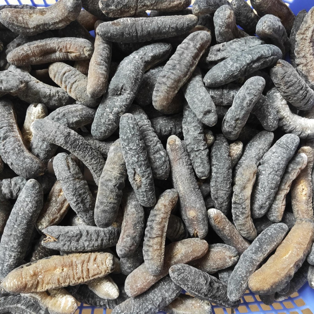 

100GR (4-5 EKOR) TERIPANG / HAISOM BAKAU / BELITUNG / TUKSOM KERING