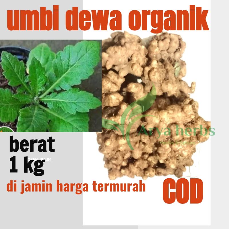 UMBI DEWA / UMBI SAMSIT 1kg / umbi dewa asli premium  / herbal /UMBI DEWA SEGAR . UMBI DEWA ORGANIK 