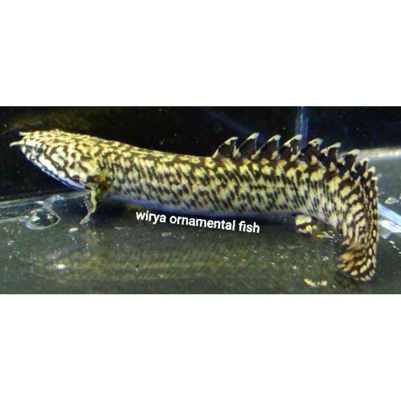 Ikan Palmas Orna Polypterus Ornatipinnis