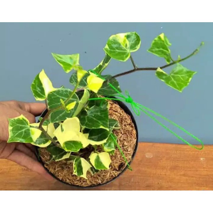 Tanaman hias gantung bunga ivy varigata / hedera helix glacier