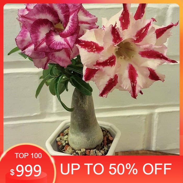 promo Pohon Adenium Bunga Tumpuk_Kamboja Jepang Bunga Tumpuk_Adenium