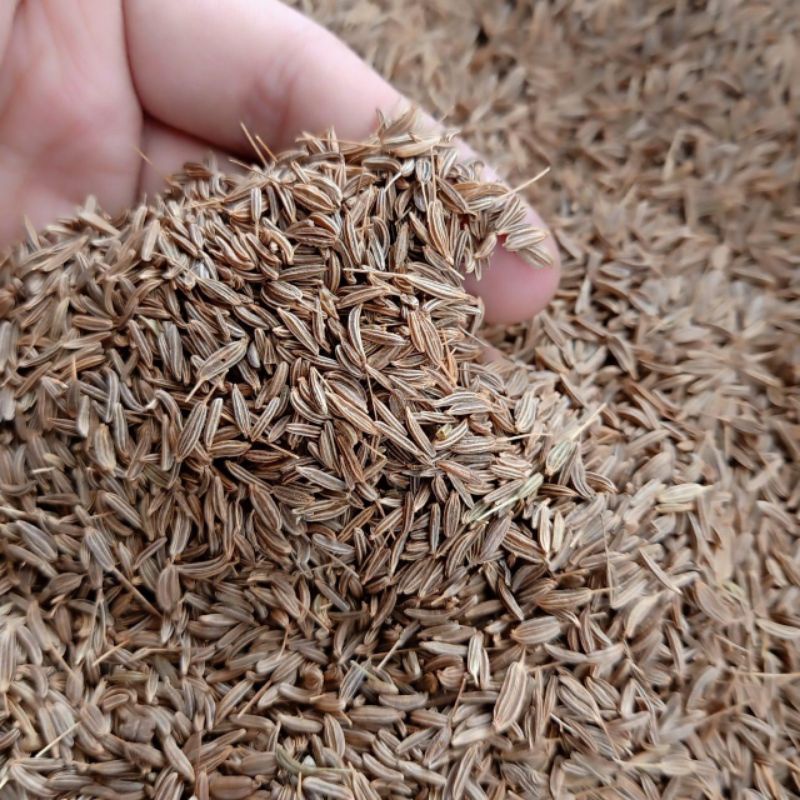 

Jinten Jintan Caraway Seed 500G Gram Fresh Dan Bersih