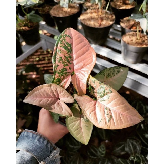 Syngonium Pink Flecked / singonium Flecked