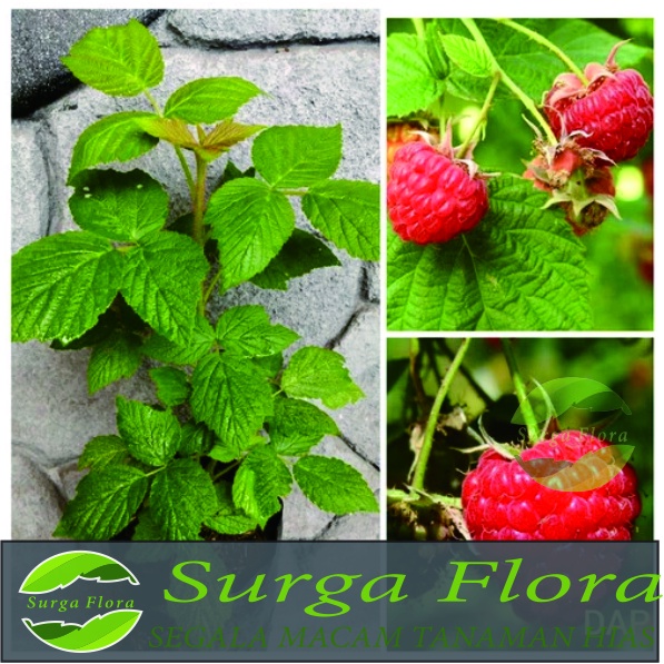 Tanaman Buah Raspberry - Bibit Buah Raspberry