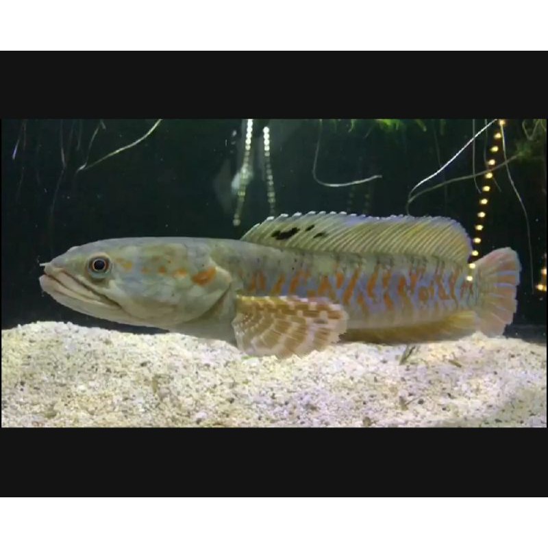 Channa Pulchra Red Stripe (Bukan Blue Pulchra) Ikan Gabus Hias Predator