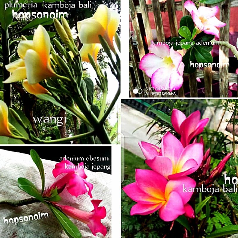 Stek & tanaman bunga Kamboja Bali wangi kuning putih merah Kamboja Jepang 20-35cm plumeria