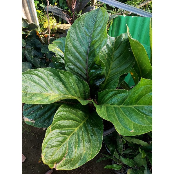 Anthurium Jemani jumbo indukan besar