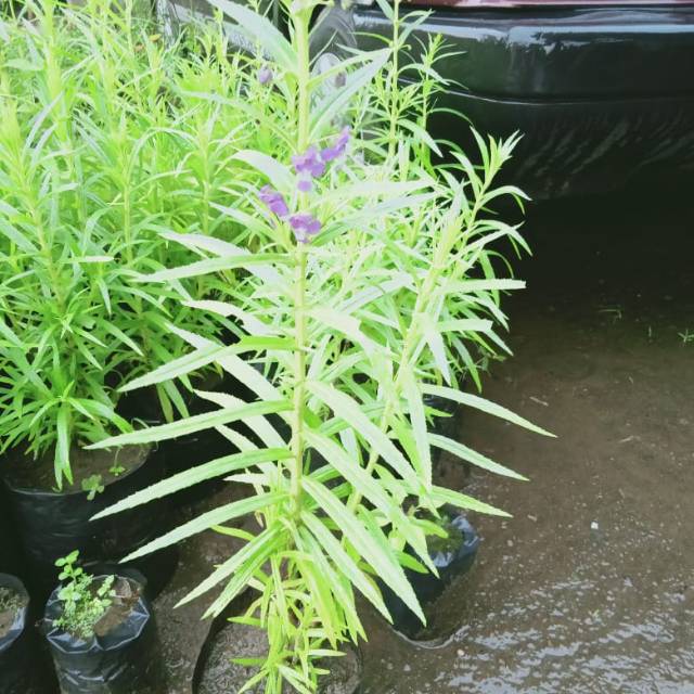 Bibit bunga lavender