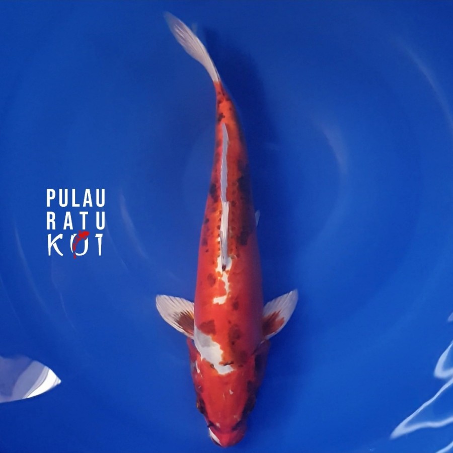 kinkikokuryu koi impor import niigata koi farm 40 BU sertifikat breeder C02