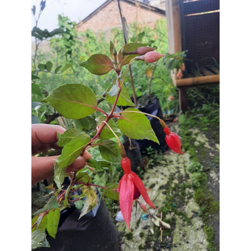 Fuchsia hibrida, Bibit Bunga Fuchsia hibrida, Bunga Anting India, Bunga Lampion-Merah
