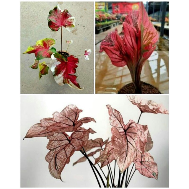 3 paket tanaman hias umbi caladium thailand keladi hias