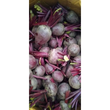 

Buah BiT betroot