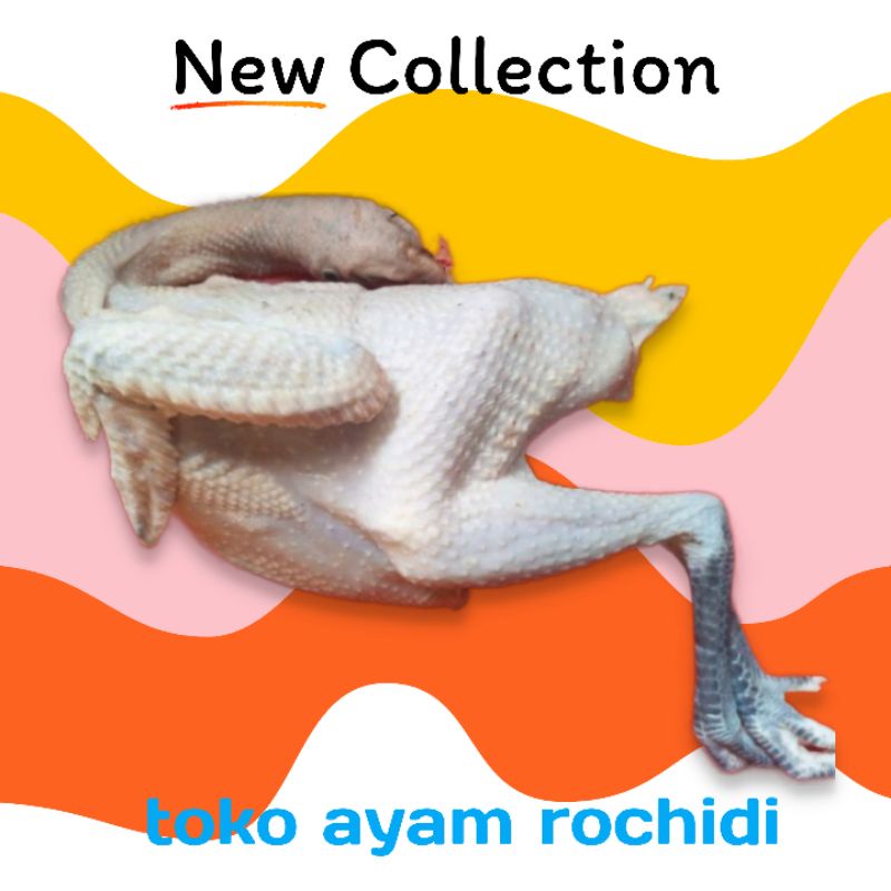 

ayam kampung 1.1 ( hidup)