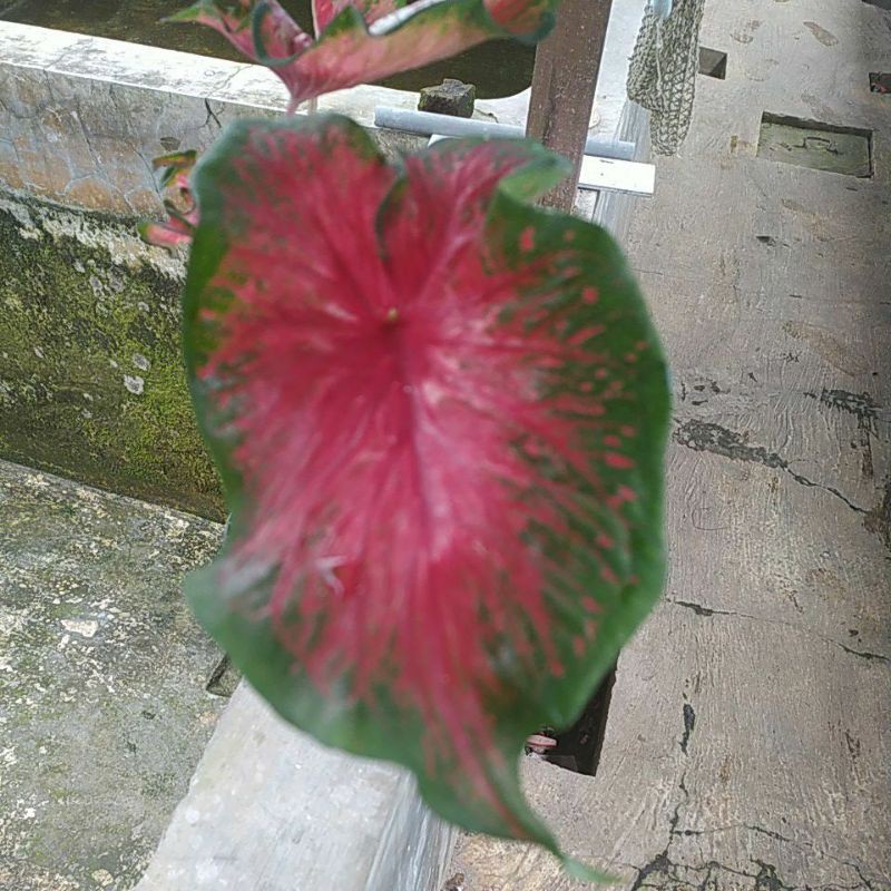 Caladium Red Peacock (bibit)
