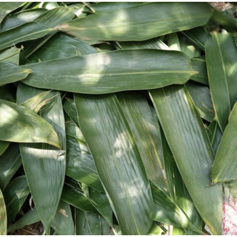 

Daun bambu fresh Jumbo untuk bungkus bakcang terlaris murah lebay bisa Cod satuan