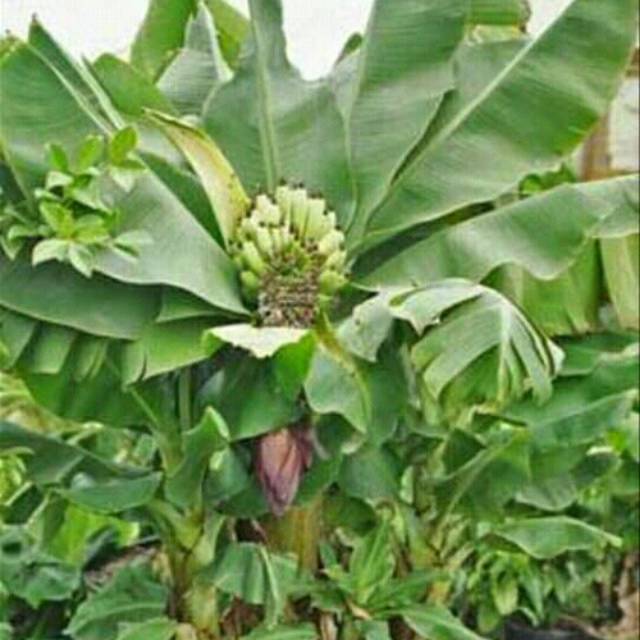 Tanaman buah Bibit pisang mini Brazil