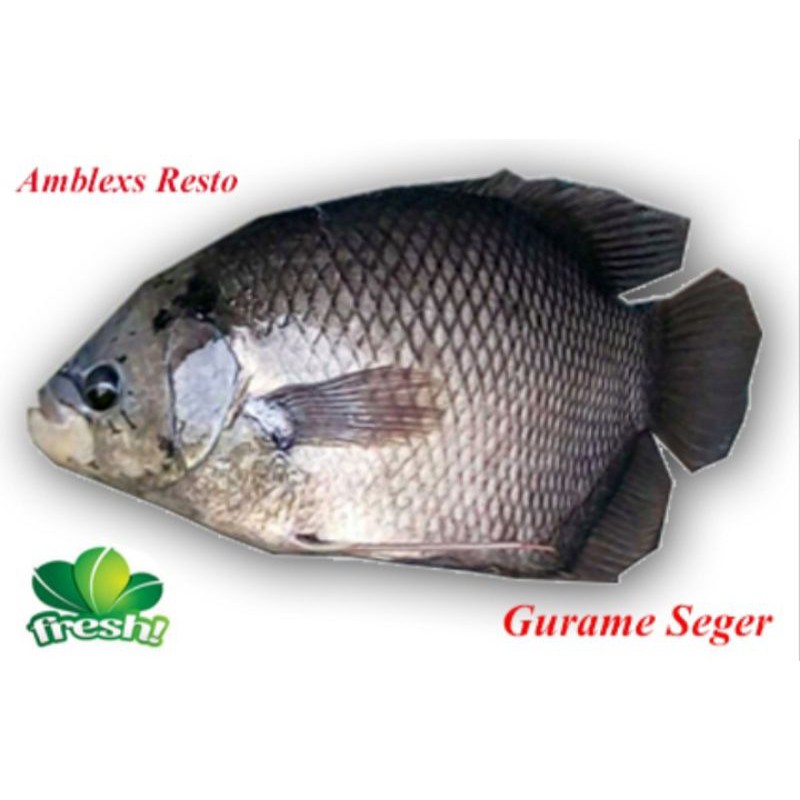 

Ikan Gurame Seger 1 KG Fress