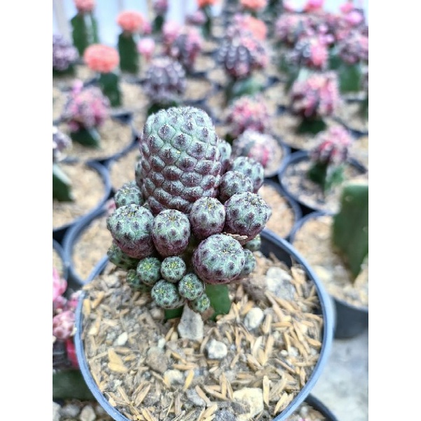 Kaktus Kupa import grafting cluster