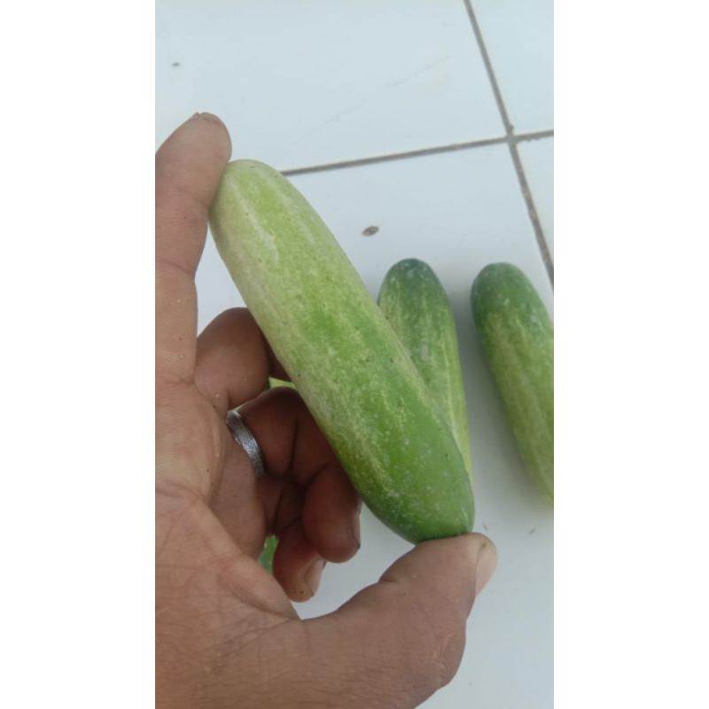 

timun