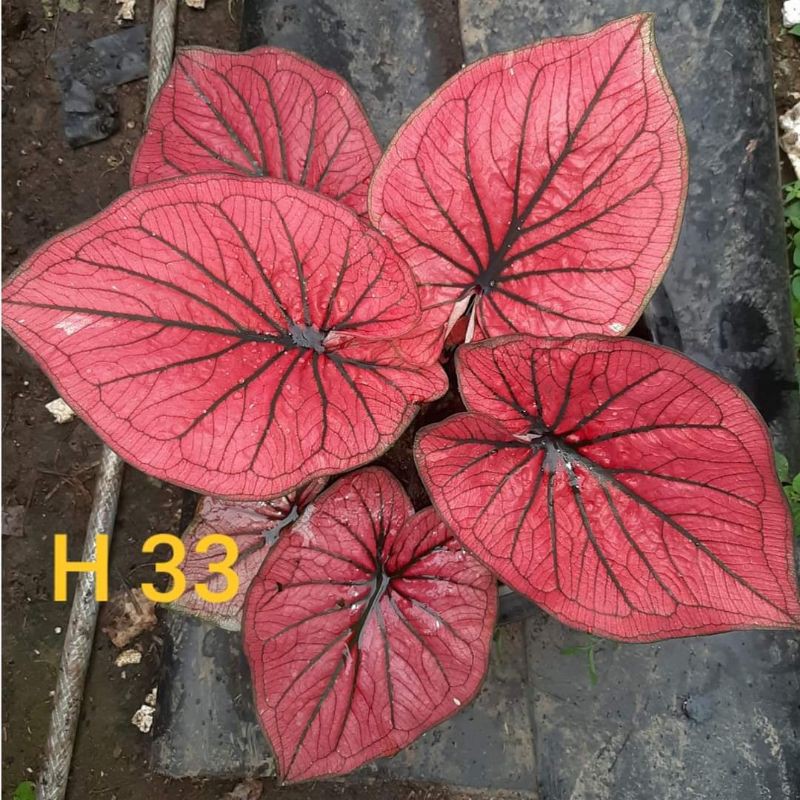keladi/caladium hybrid h33