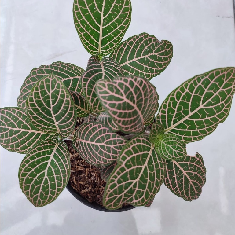 Tanaman Hias Fittonia Pink Green Tanaman Bunga Murah Fittonia Pink Segar Berkualitas