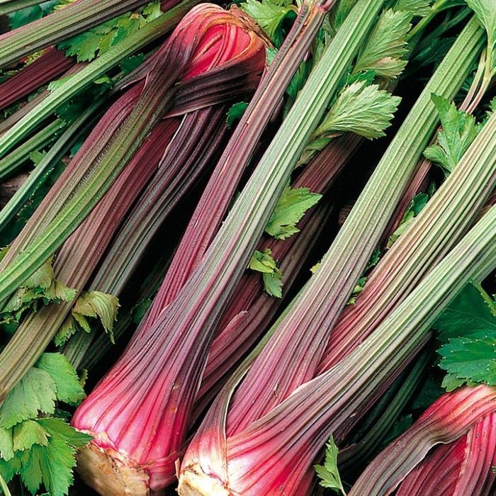 Benih Bibit Biji - Celery Giant Red Venture / Seledri Batang Merah Jumbo Seeds - IMPORT