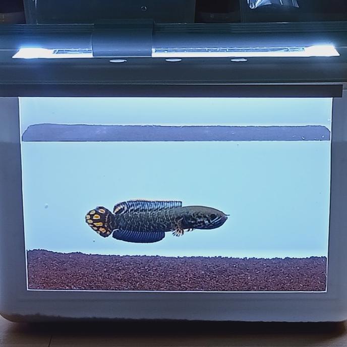chana box tank