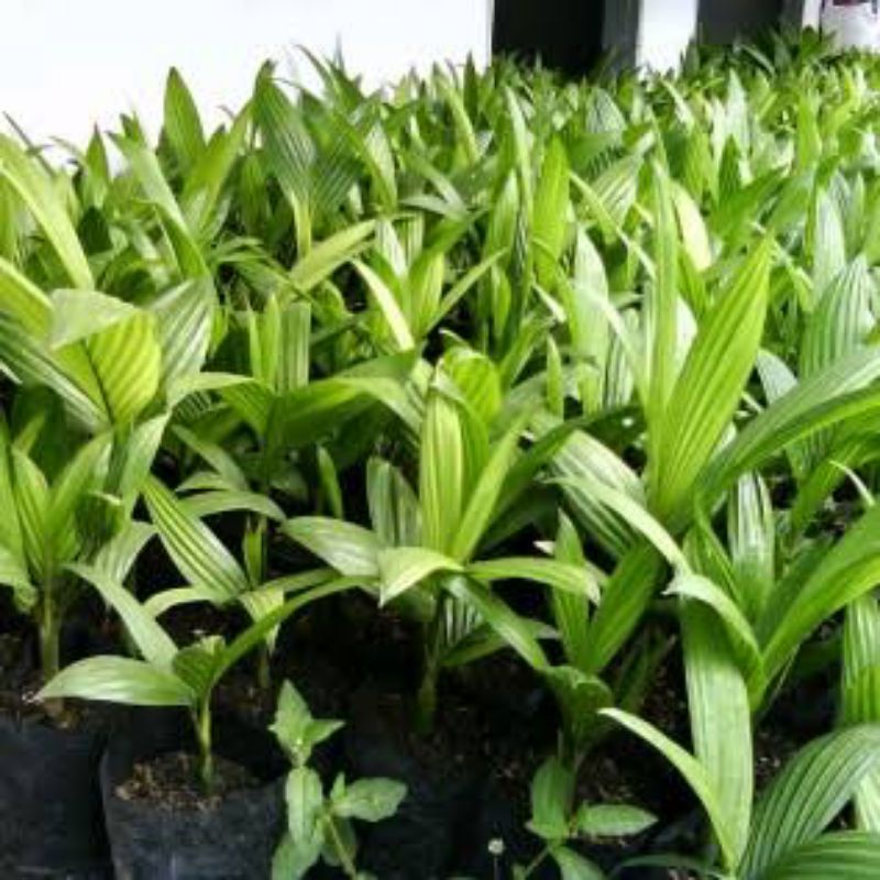 Bibit Pinang / Jambe Bethara / Pinang / Palem Thailand Bahan Bonsai Tanaman Herbal