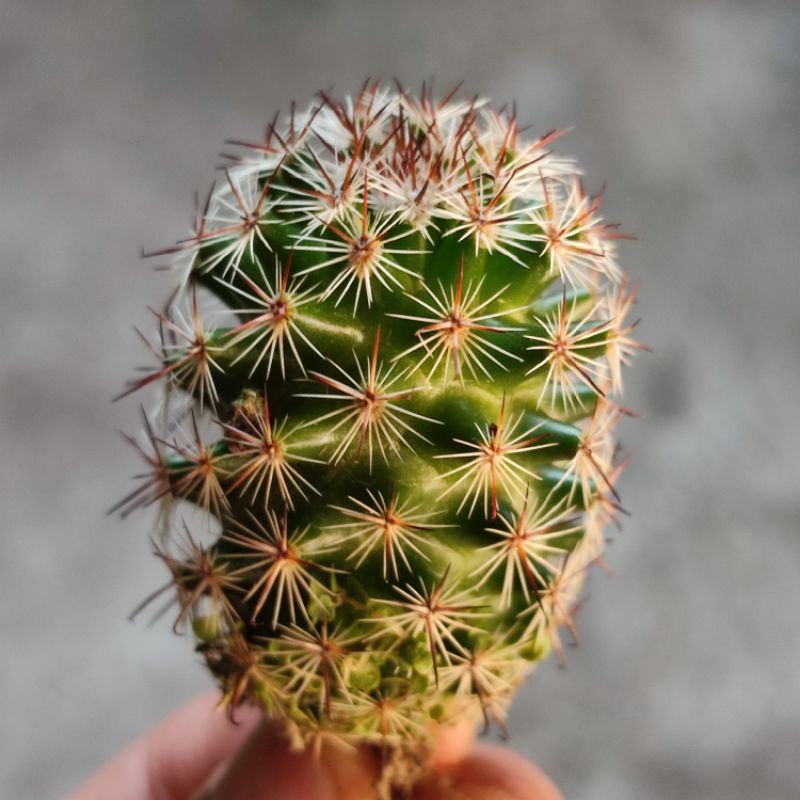 Kaktus mammillaria microhelia