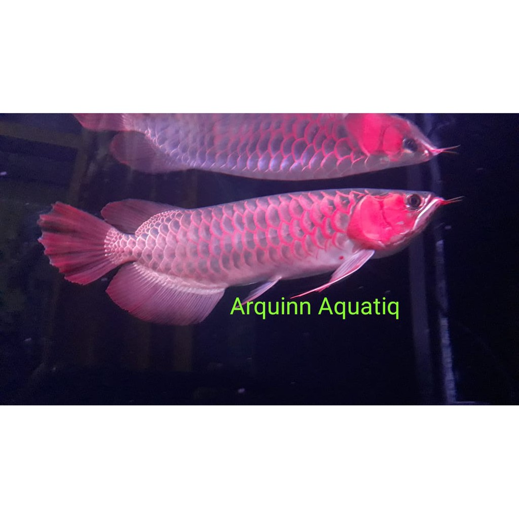 Arowana Super red 50cm Arwana cantik buat pajangan dirumah merah cakep bandung pantau dulu ya