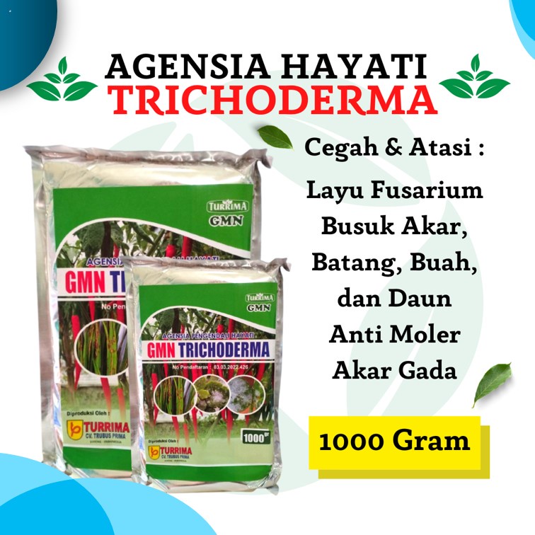 Pupuk Tricoderma SP, Agensia Pengendali Hayati Atasi Jamur Akar Putih Pada Tanaman Karet