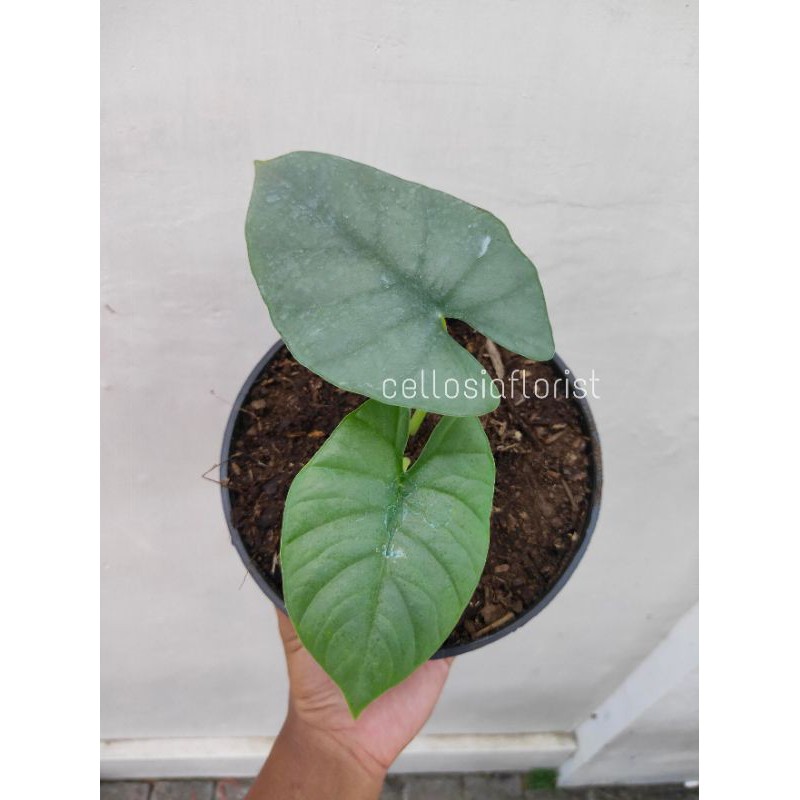 Tanaman Hias Koleksi Alocasia Nebula
