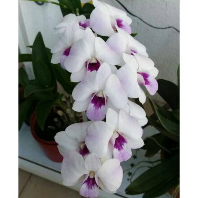 Anggrek Dendrobium Chaopraya Sweet MINI - Tanaman hias hidup - Bunga hidup - Bunga hias - Angrek - Orchid