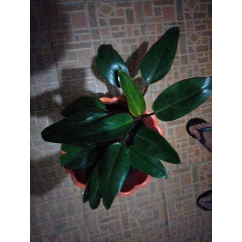 Philo red congo