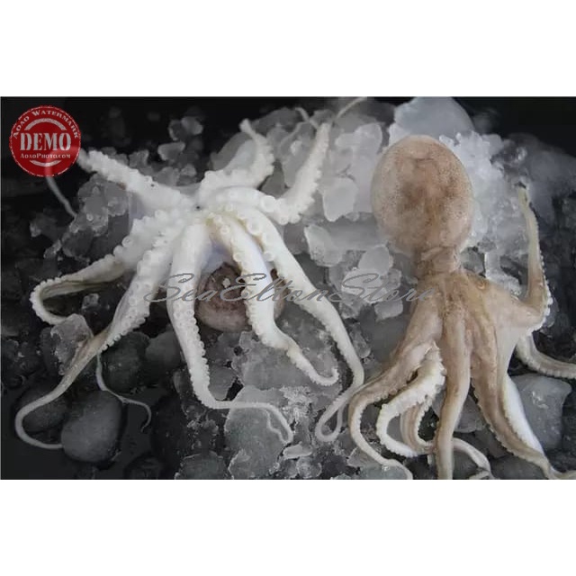 

Bayi Gurita Segar Octopus Baby Seafood Fresh Laut Garansi Segar