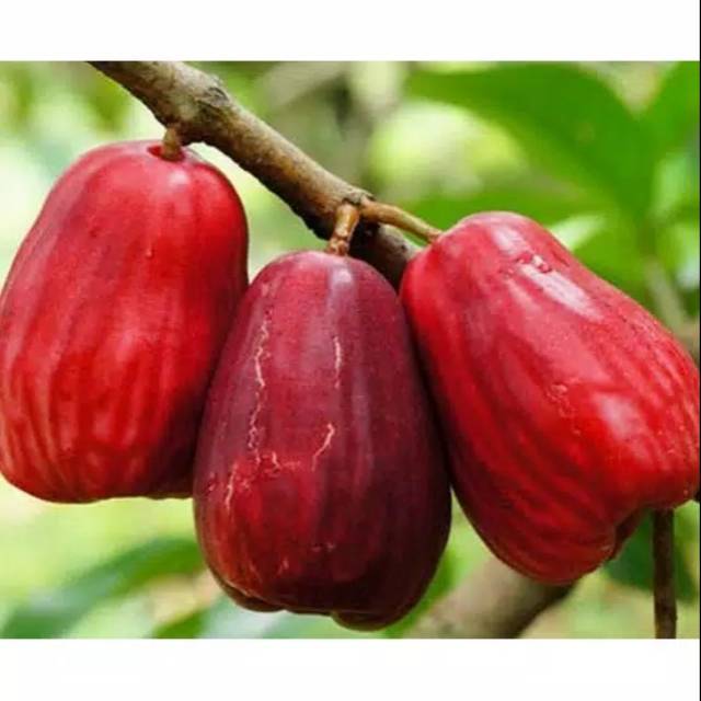 Bibit jambu jamaica