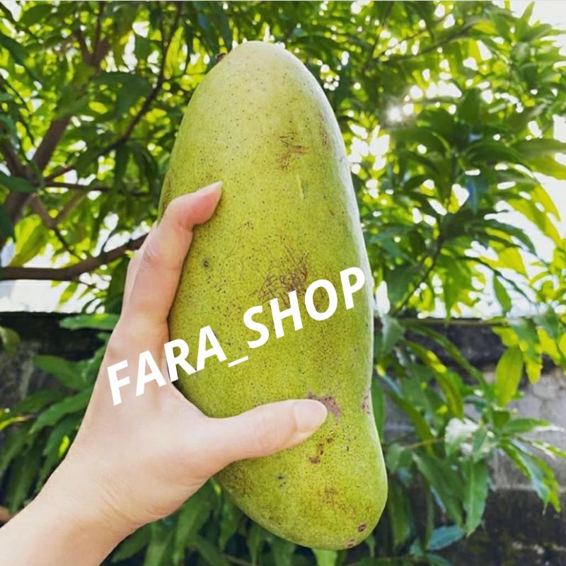 BIBIT TANAMAN BUAH MANGGA GOLEK MADU INDIA // BIBIT MANGGA GOLEK SUPER