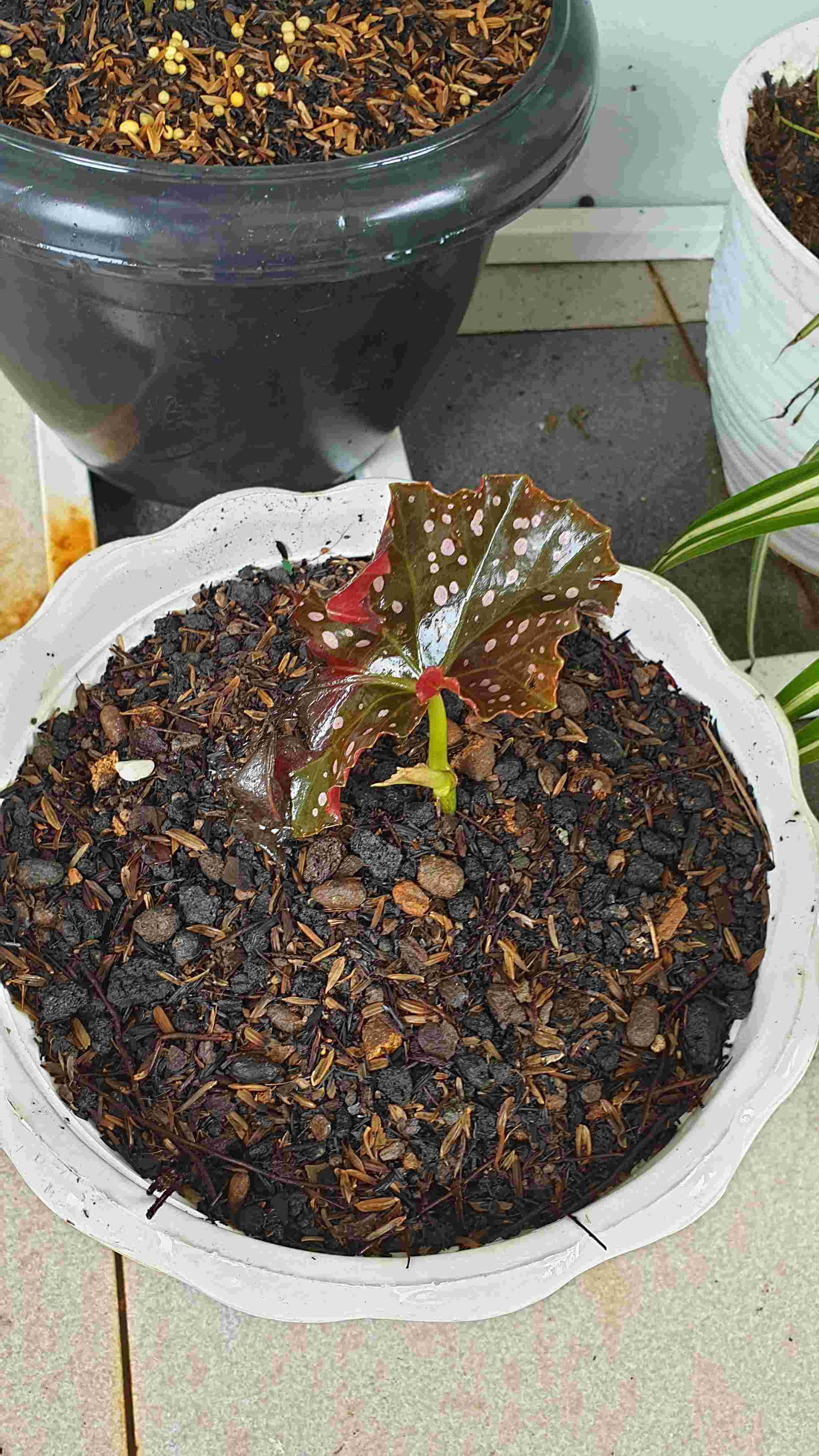 Terbaru!! Paket 3 Terbaru Tanaman Hias Kupu-kupu Oxalis Trianguralis - Begonia Mocca & Polkadot