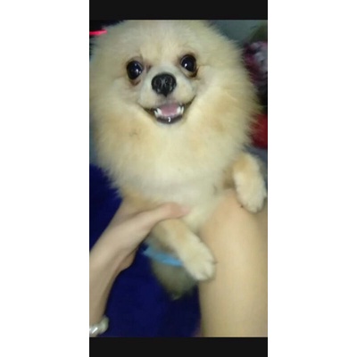 supermini pom jantan 1.5 th