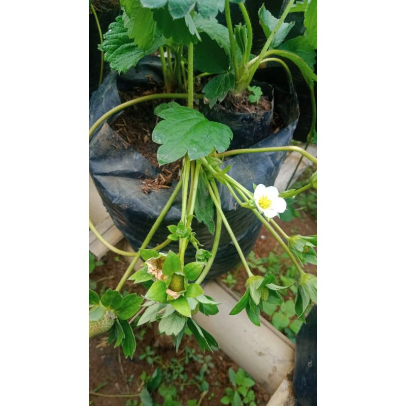 Indukan Stroberi Mencir