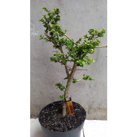 sancang golden small #shafaflowers