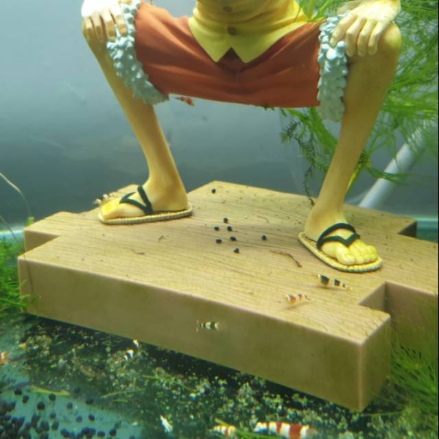 Udang Hias Aquarium Red Bee n Black Bee Aquarium Ready