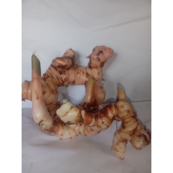 

Lengkuas segar 1kg/Alpinia galanga